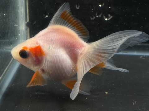 紅葉琉金　8cm  ④