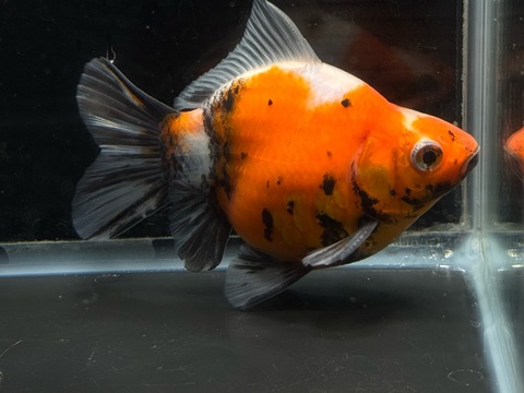 キャリコ玉サバ　d-1