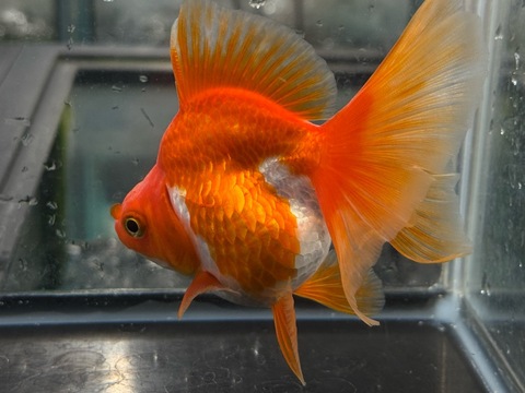 更紗琉金ブロードテール　10cm