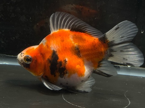 キャリコ玉サバ　d-2