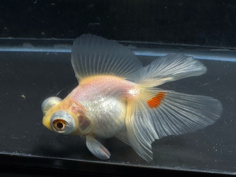 白蝶尾　8cm  ①