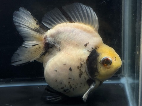 白黒琉金ショートテール　13cm