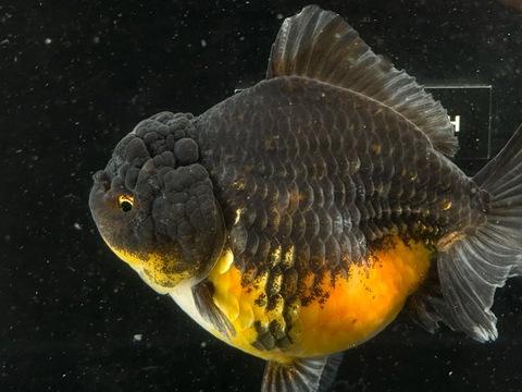 五色ダルマオランダショートテール　②