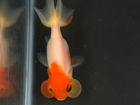 桜水泡眼　6cm  c-3