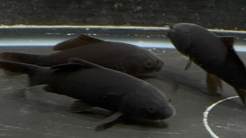 ブラックコメット　7-8cm