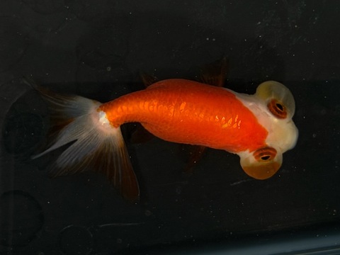 更紗水泡眼　6cm  c-4