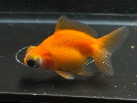 紅葉出目金ショートテール　②