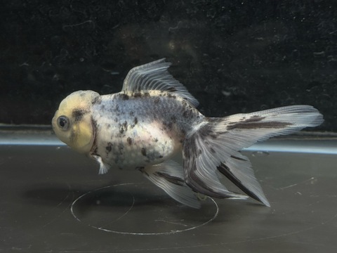 水墨オランダ　10cm  b-1