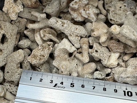 サンゴ（大サイズ）1kg入り