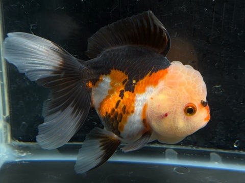 トリカラーオランダ　10.5cm