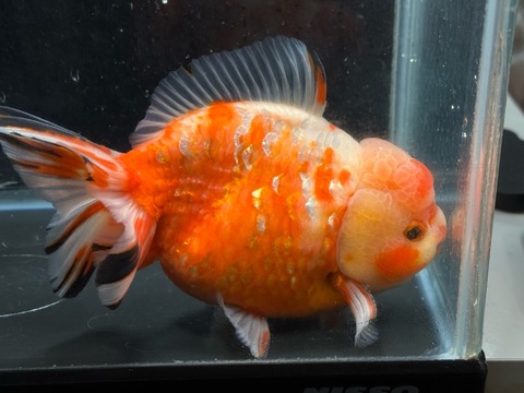 桜オランダショートテール　15cm