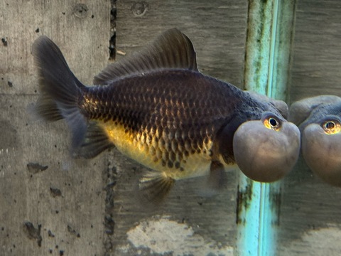 セルフィン水泡眼　11cm