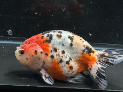 江戸錦　14cm  h-1