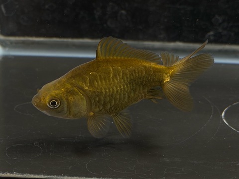 ドラゴンスケール和金　8cm