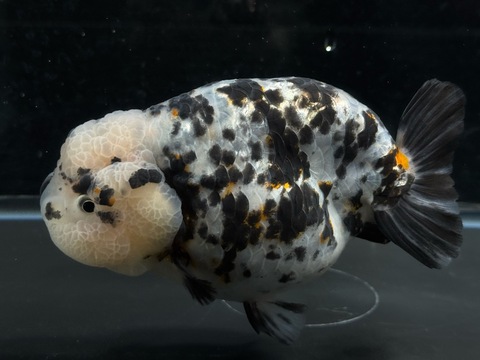 銀鱗江戸錦　m-5