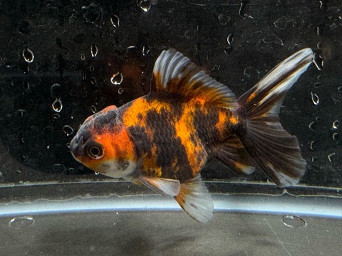 タイガーオランダハーフムーンテール　7-8cm　a-5