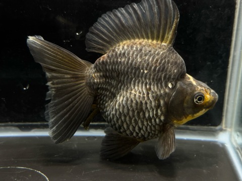 青琉金ブロードテール　b-3