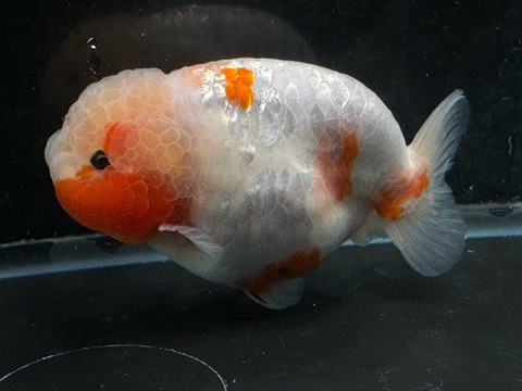 桜錦スモールテール　w5