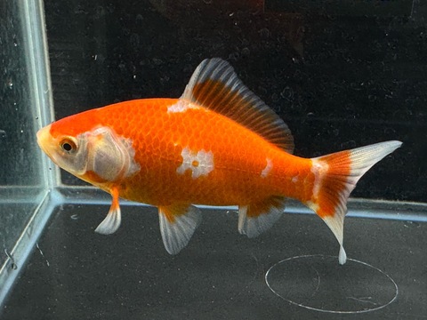 更紗和金フナ尾　13cm  a-9