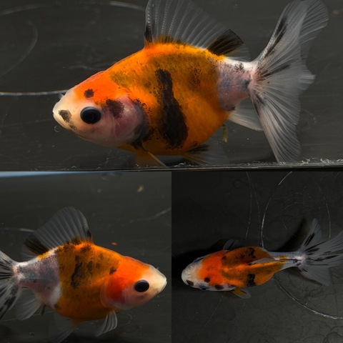 東錦ローズテール　約7cm　t-4