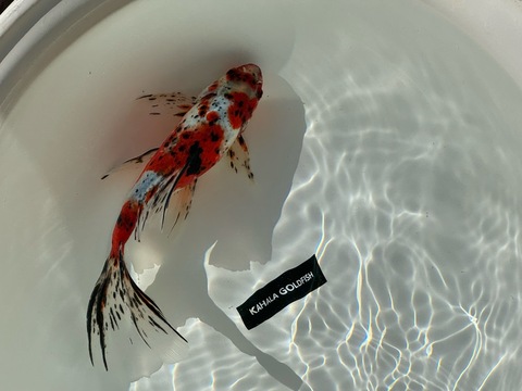 朱文金　27cm