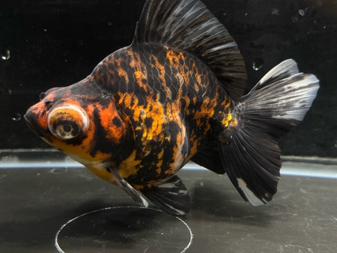 タイガー出目金ブロードテール　e-3