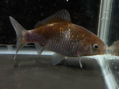 青紅葉和金フナ尾　11cm  a-4