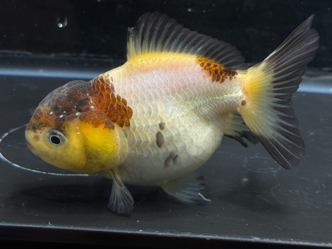 トリカラーオランダショートテール　10cm　k-1
