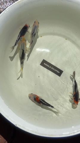 墨和金フナ尾、白黒和金フナ尾