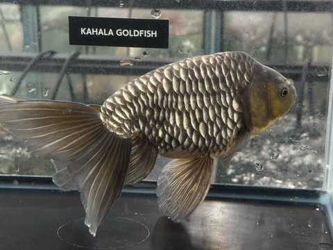 ドラゴンスケール銀魚　21cm