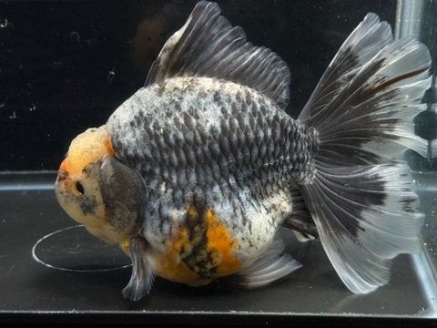 ダルマ五色オランダローズテール 18cm  k-2