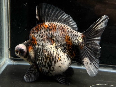 銀鱗三色出目金ブロードテール　e-1