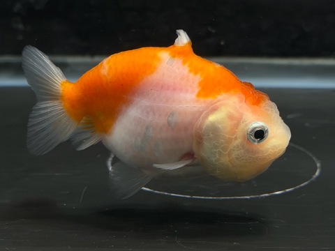 シャークフィン桜錦　8cm