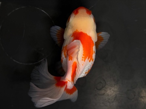 更紗オランダベールテール　11cm