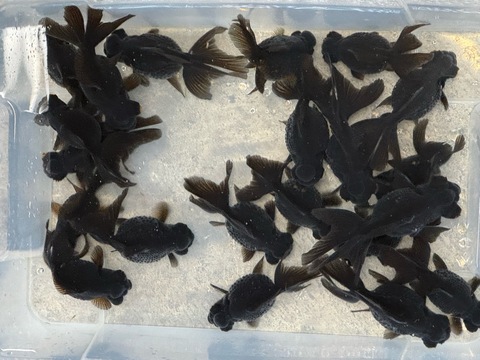 黒竜　9-11cm   雄