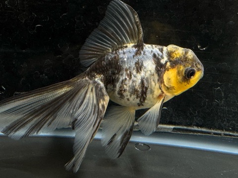 白黒オランダベールテール　9cm  ①