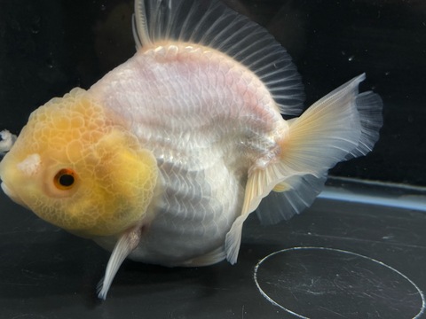 白ダルマオランダショートテール　13cm