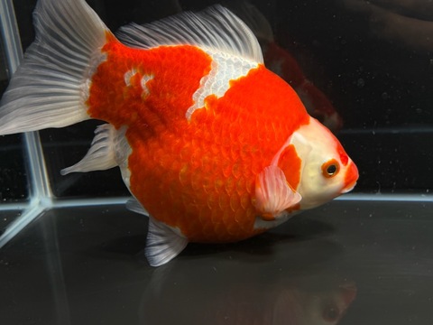 サバ尾　25cm