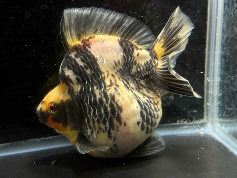 トリカラー琉金ショートテール　14cm