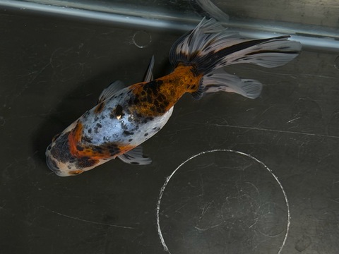 京錦　12.5cm  k-3