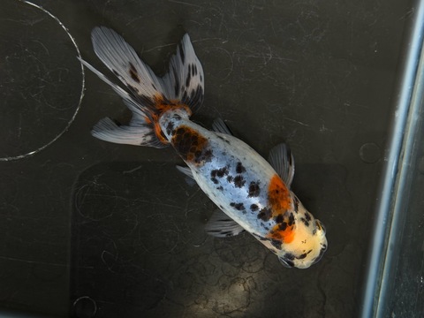 京錦　11cm  k-4