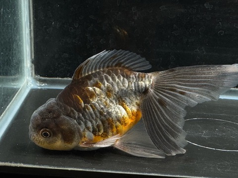 ドラゴンスケール五色東錦　13cm  b-1