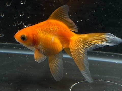 紅葉琉金　8cm  ①