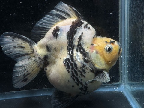 白黒琉金ショートテール　14cm