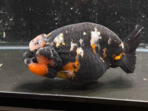 墨江戸錦スモールテール f5