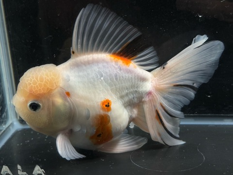 キャリコオランダ　19cm