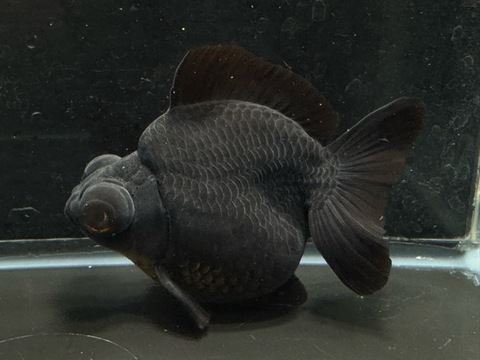 黒出目金ショートテール　11cm