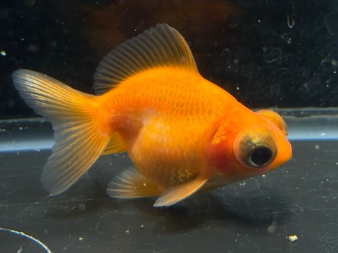 紅葉出目金ショートテール　③