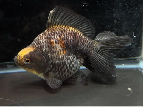 トリカラー琉金ブロードテール   10cm