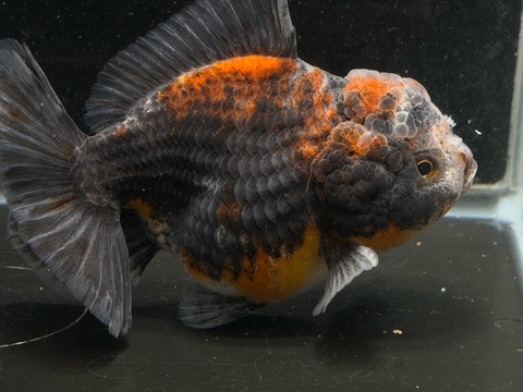 五色オランダショートテール　13cm